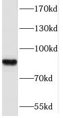 Protocadherin beta 12 Antibody - BSA Free