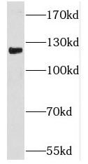 PCDHA6 Antibody - BSA Free