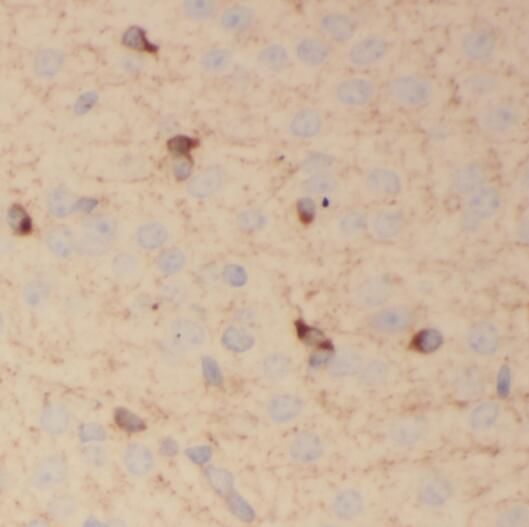 PCDHA3 Antibody - BSA Free