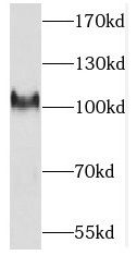 PCDHA3 Antibody - BSA Free