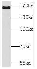 PCDH9 Antibody - BSA Free