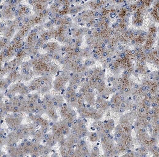 PCCA Antibody - BSA Free