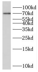 PCCA Antibody - BSA Free