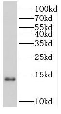 PCBD2 Antibody - BSA Free