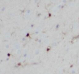 PC6 Antibody - BSA Free