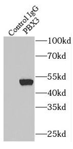 Pbx3 Antibody - BSA Free