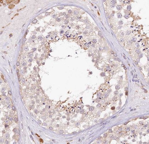 PAPOLG Antibody - BSA Free