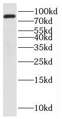 PAPOLG Antibody - BSA Free