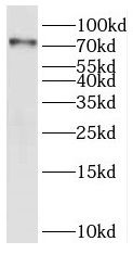 PAPOLB Antibody - BSA Free