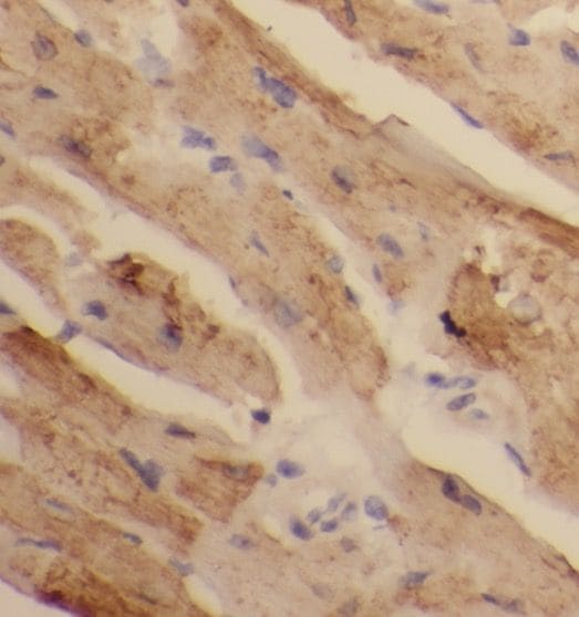 USP52 Antibody - BSA Free