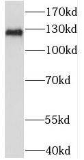 USP52 Antibody - BSA Free