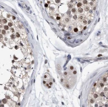 PAGE2 Antibody - BSA Free