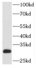 PAFAH1B2 Antibody - BSA Free