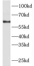 PACSIN2 Antibody - BSA Free