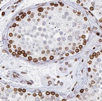 PABPC3 Antibody - BSA Free