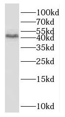 OXER1/5-oxo-ETE GPCR Antibody - BSA Free