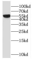SCOT2 Antibody - BSA Free