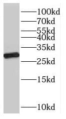 OVOL1 Antibody - BSA Free