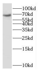 OTOP1 Antibody - BSA Free