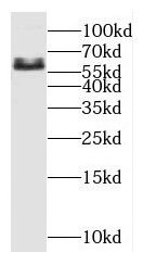 OSR1 Antibody - BSA Free