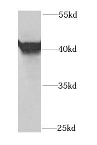 OSGEPL1 Antibody - BSA Free