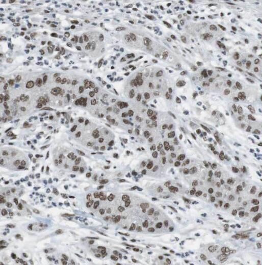 OSGEP Antibody - BSA Free
