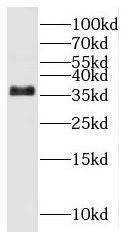 OSGEP Antibody - BSA Free