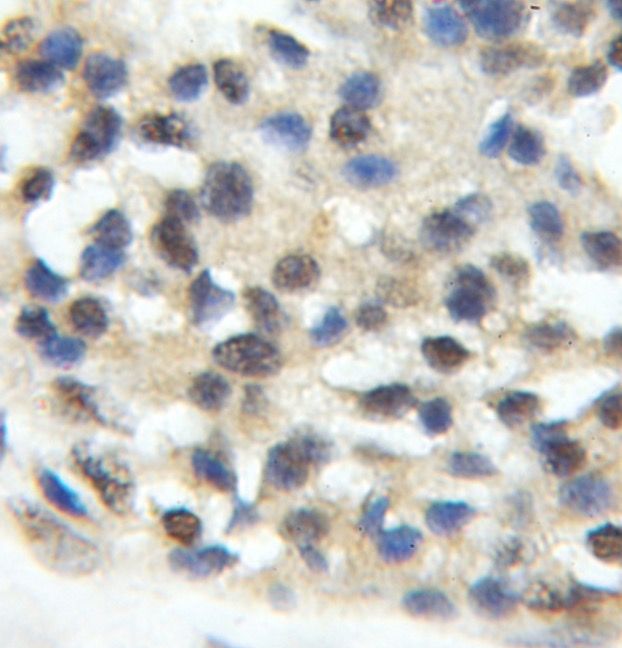 ORC5L Antibody - BSA Free