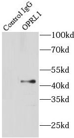 ORL1/OPRL1 Antibody - BSA Free