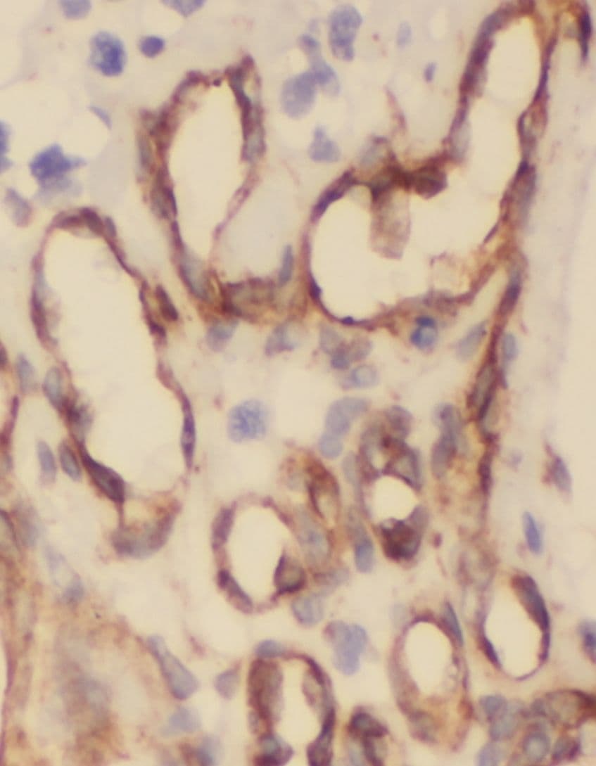 ORL1/OPRL1 Antibody - BSA Free