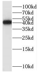 ORL1/OPRL1 Antibody - BSA Free