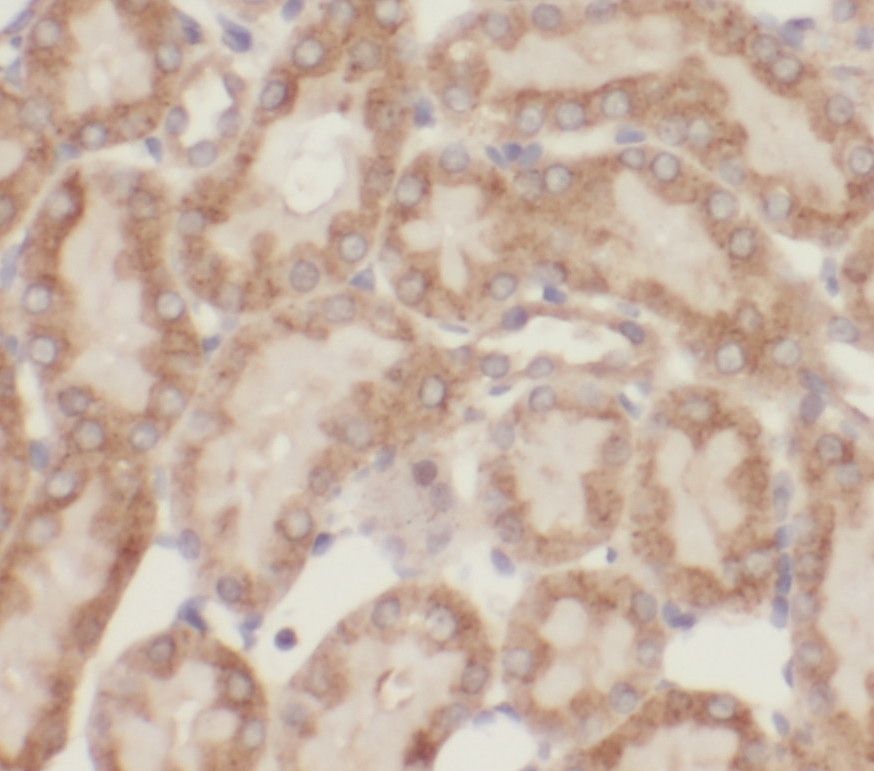 OPLAH Antibody - BSA Free