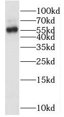 OMA1 Antibody - BSA Free