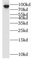 OPHN1 Antibody - BSA Free