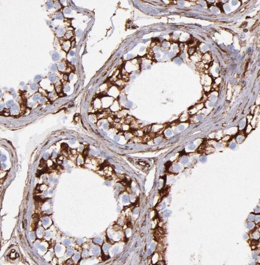 Odf1 Antibody - BSA Free