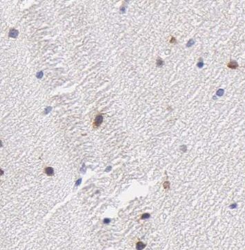 OAS3 Antibody - BSA Free