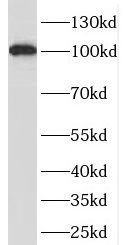 OAS3 Antibody - BSA Free