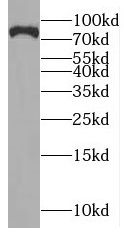 NYAP2 Antibody - BSA Free