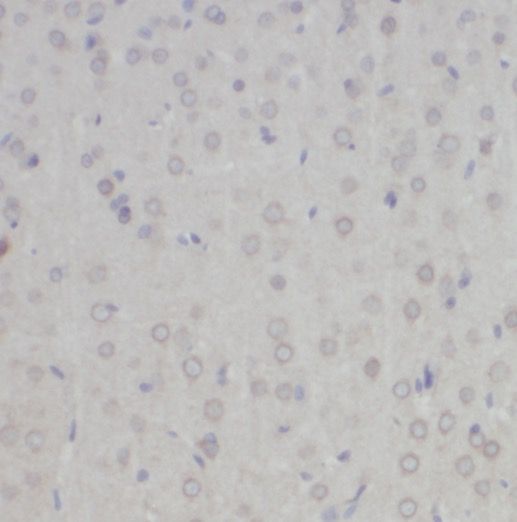 NYAP2 Antibody - BSA Free