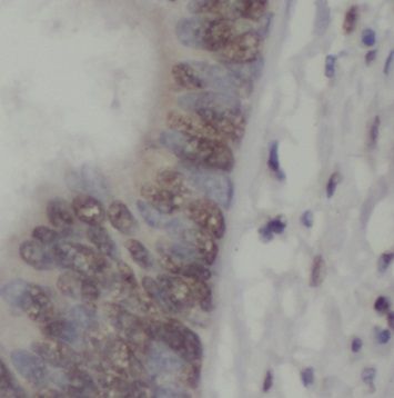 NXT2 Antibody - BSA Free