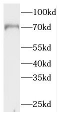 NXF2 Antibody - BSA Free