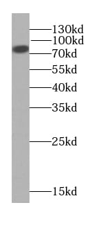 NWD1 Antibody - BSA Free