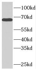 NUPL1 Antibody - BSA Free