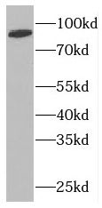NUP88 Antibody - BSA Free