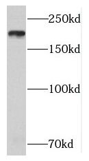 NUP205 Antibody - BSA Free