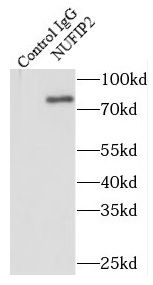 NUFIP2 Antibody - BSA Free
