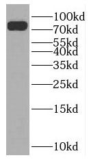 NUFIP2 Antibody - BSA Free