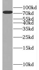 NUFIP1 Antibody - BSA Free