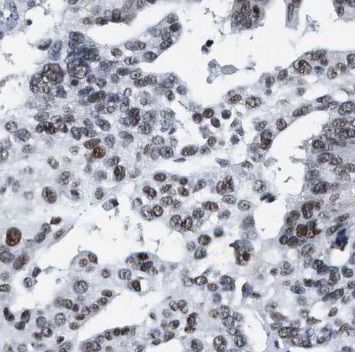 NUFIP1 Antibody - BSA Free