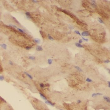 NUDT8 Antibody - BSA Free